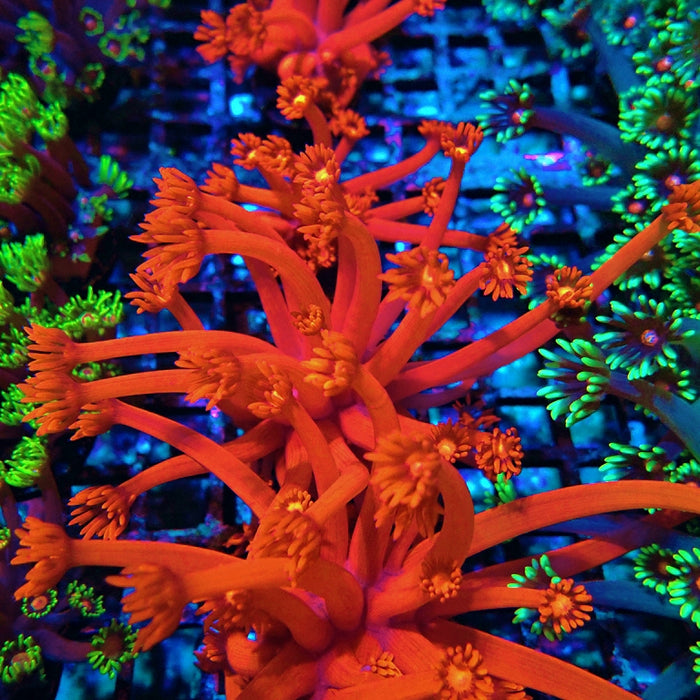 Goniopora Ultra Red XXL Polyp Premium