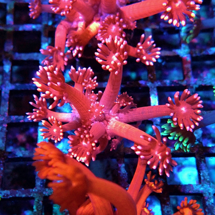 Goniopora Pink XL Polyp