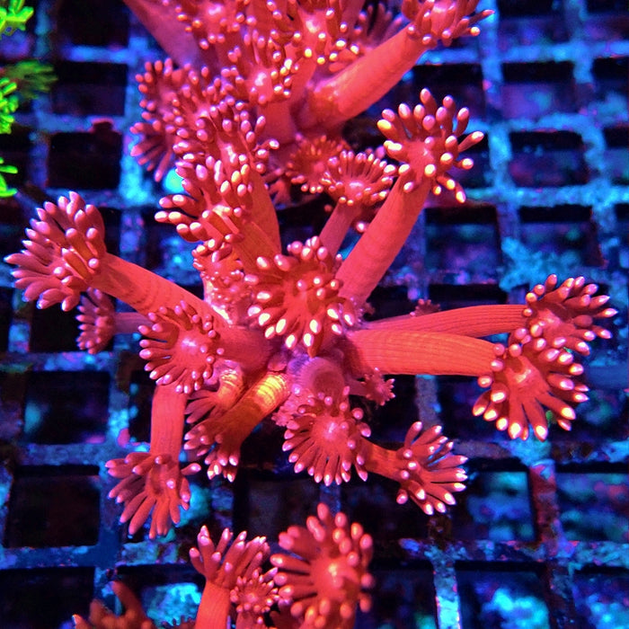 Goniopora Pink XL Polyp