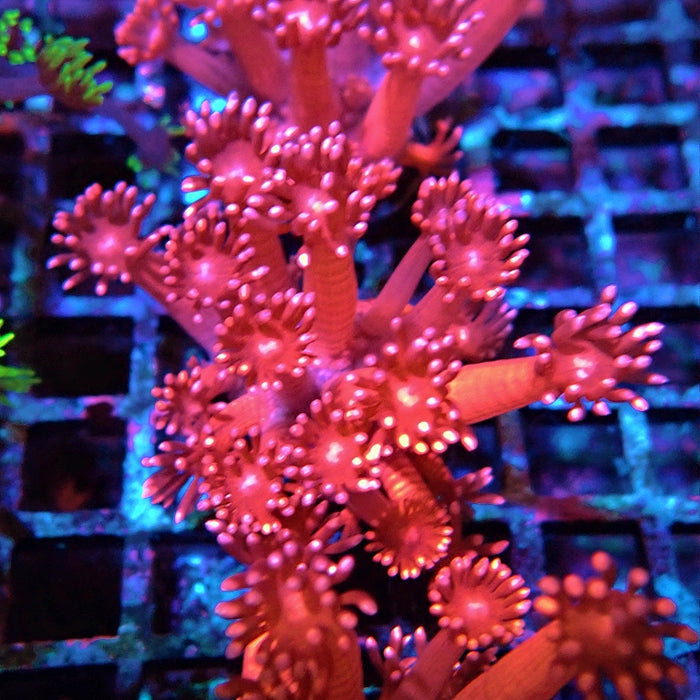 Goniopora Pink XL Polyp
