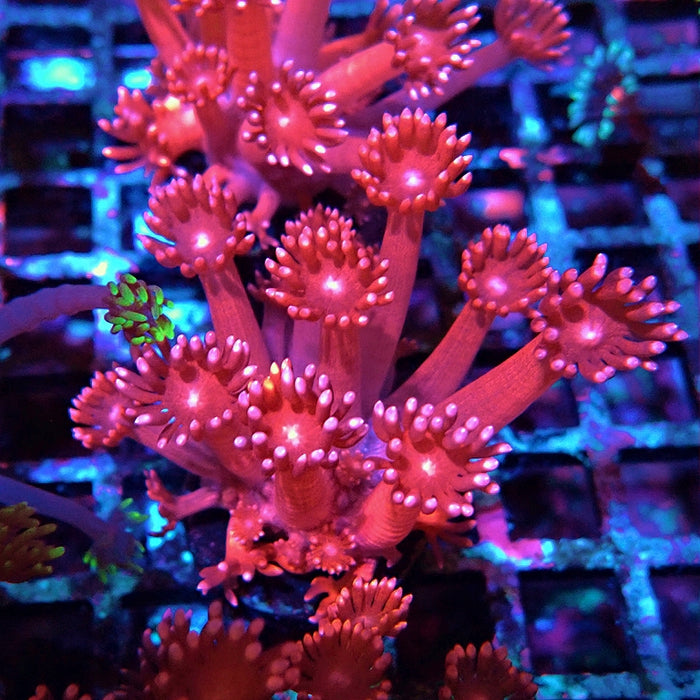 Goniopora Pink XL Polyp