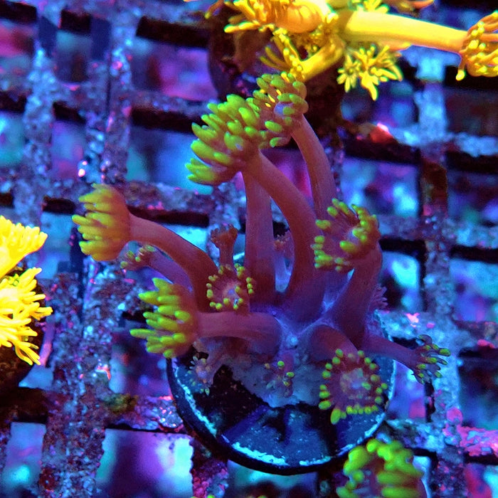Goniopora Purple Green XL Polyp