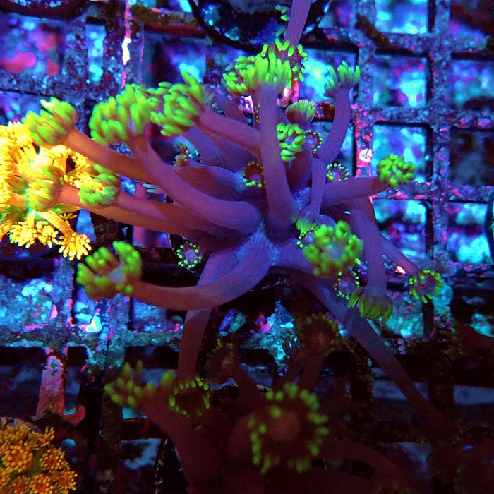 Goniopora Purple Green XL Polyp