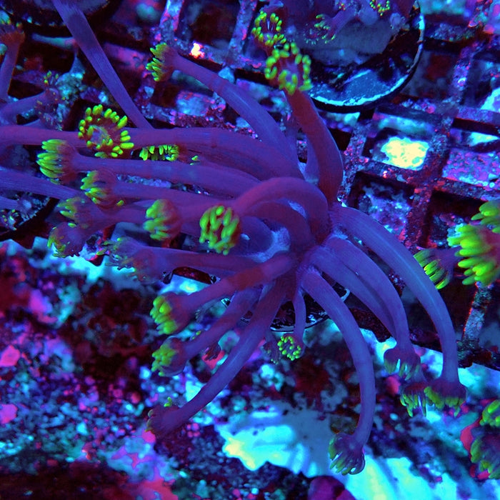 Goniopora Purple Green XL Polyp