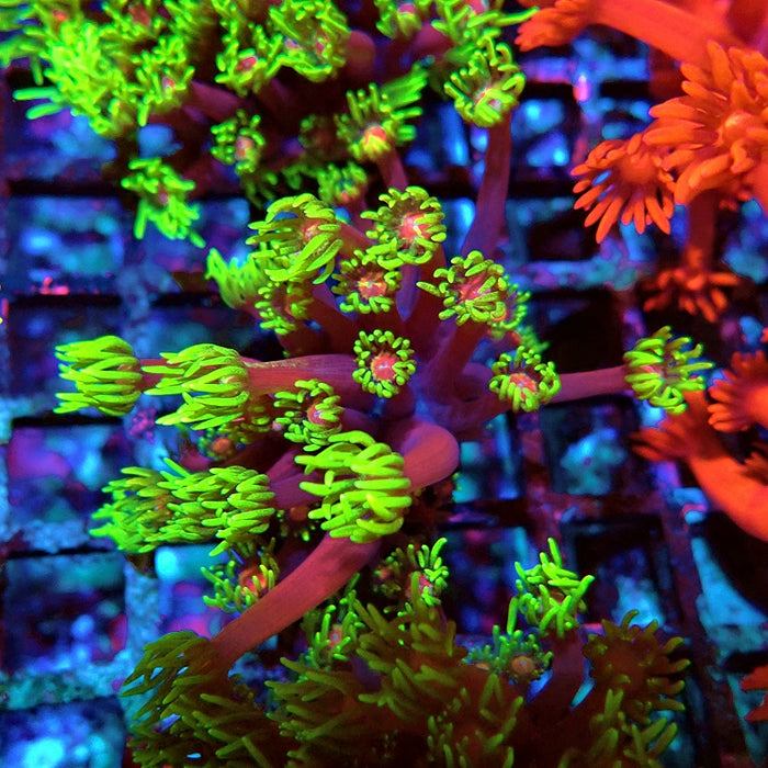 Goniopora Purple Green Pink Center XL Polyp