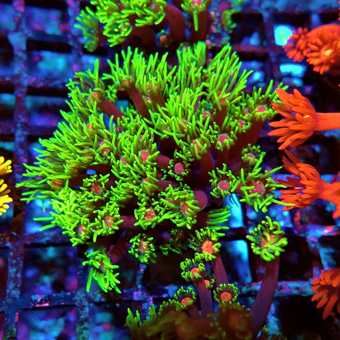 Goniopora Purple Green Pink Center XL Polyp