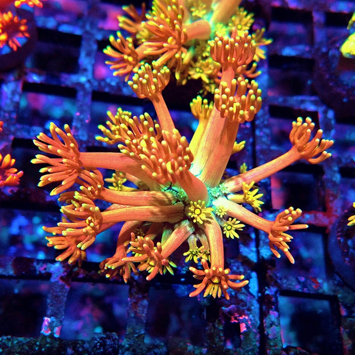 Goniopora Rainbow Premium