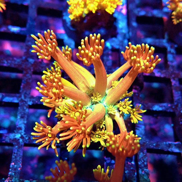 Goniopora Rainbow Premium