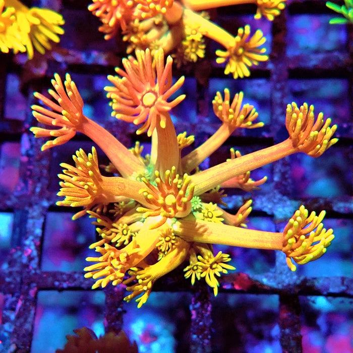 Goniopora Rainbow Premium