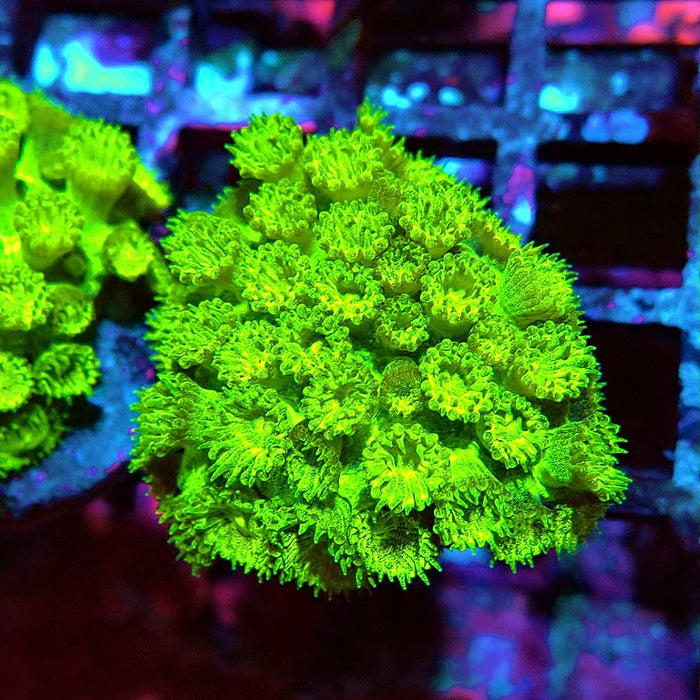 Goniopora Neon Green