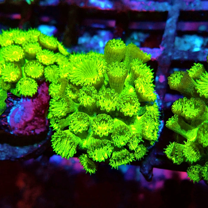 Goniopora Neon Green
