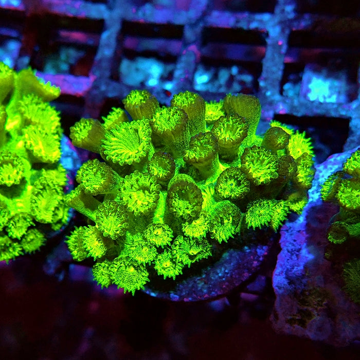 Goniopora Neon Green
