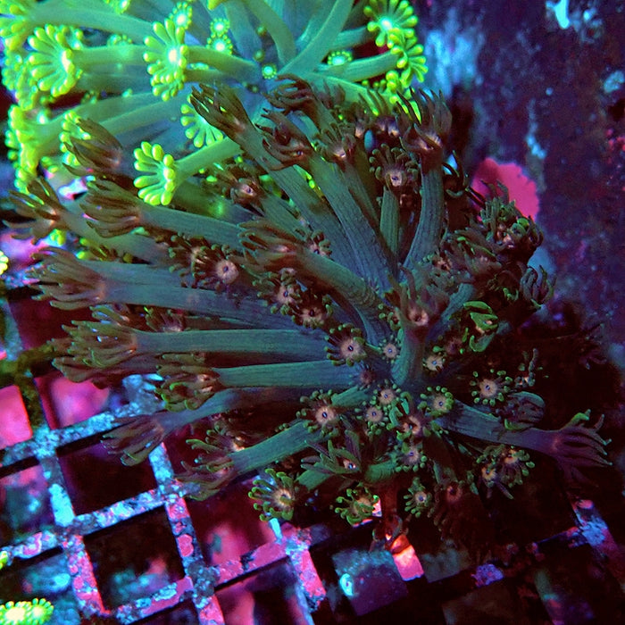 Alveopora Long Polyps