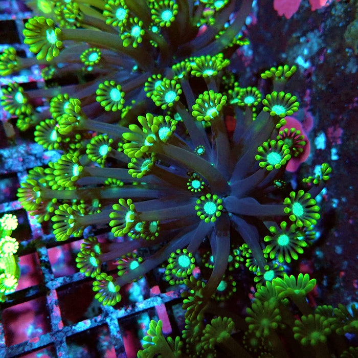 Alveopora Super Contrast Long Polyps