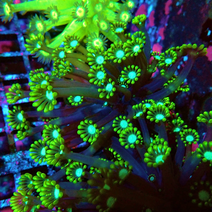 Alveopora Super Contrast Long Polyps