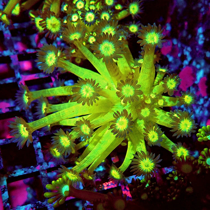 Goniopora Yellow Super Ultra Long Polyps
