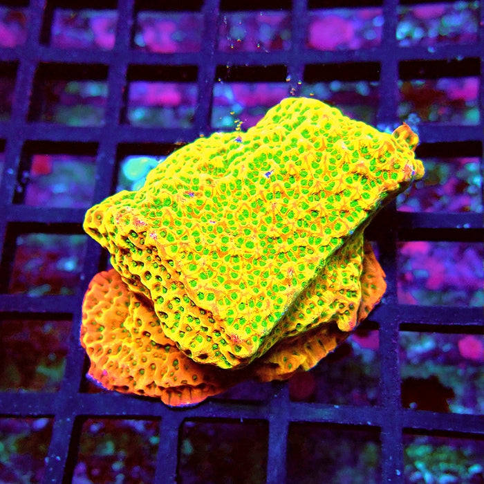 REx Rainbow Montipora
