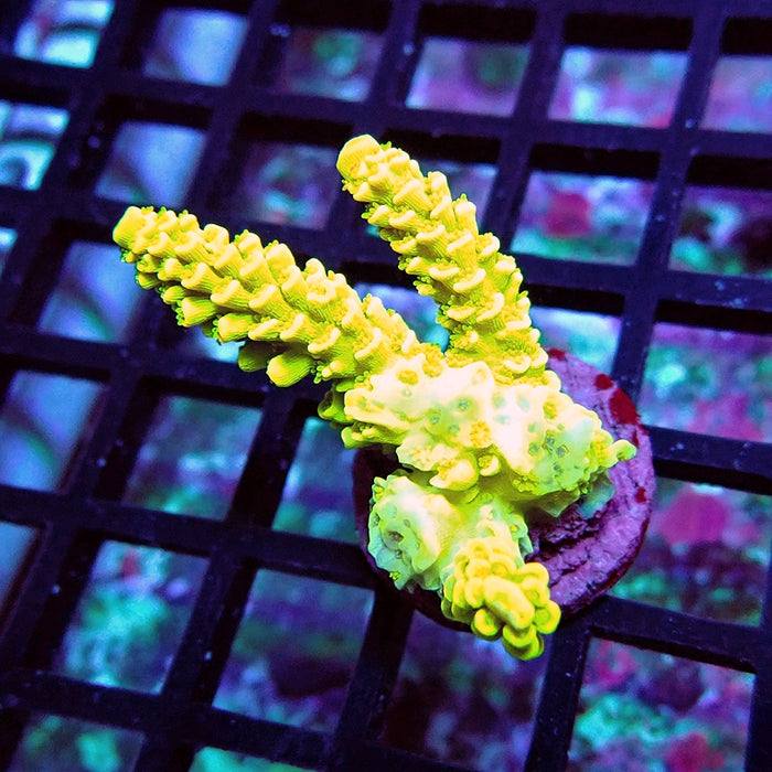 Tenuis Crazy Bright Yellow Red Scales Premium Acro