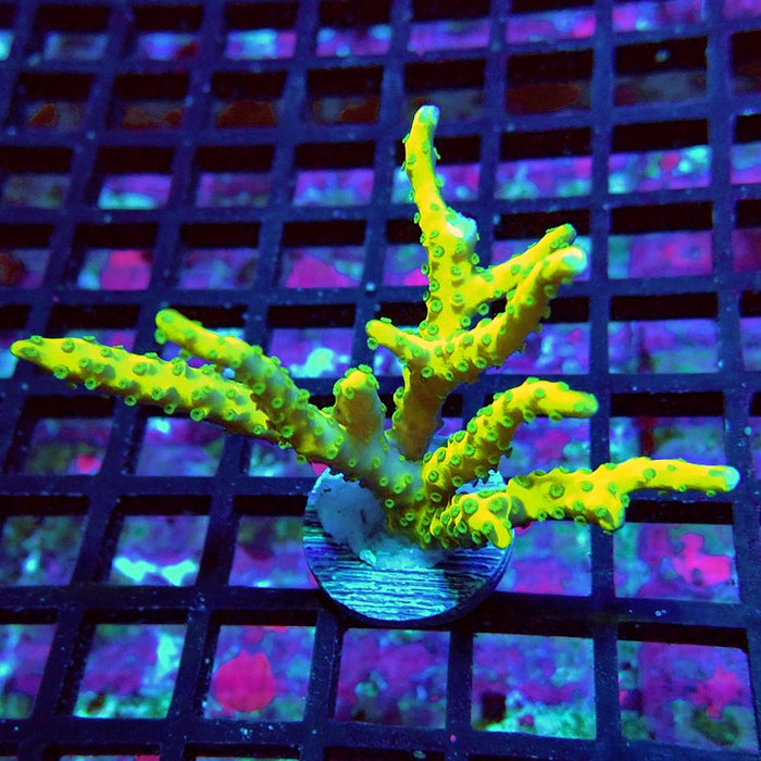 Anacropora Mustard