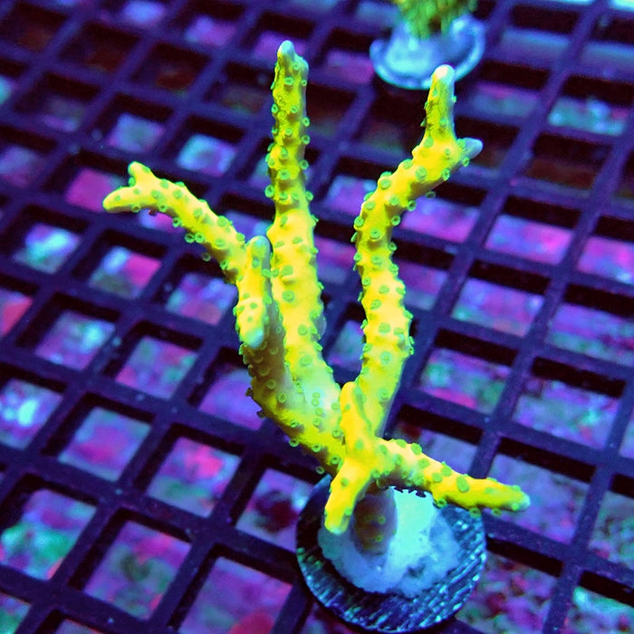 Anacropora Mustard