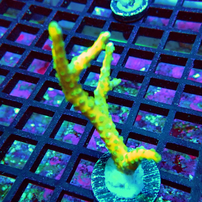 Anacropora Mustard