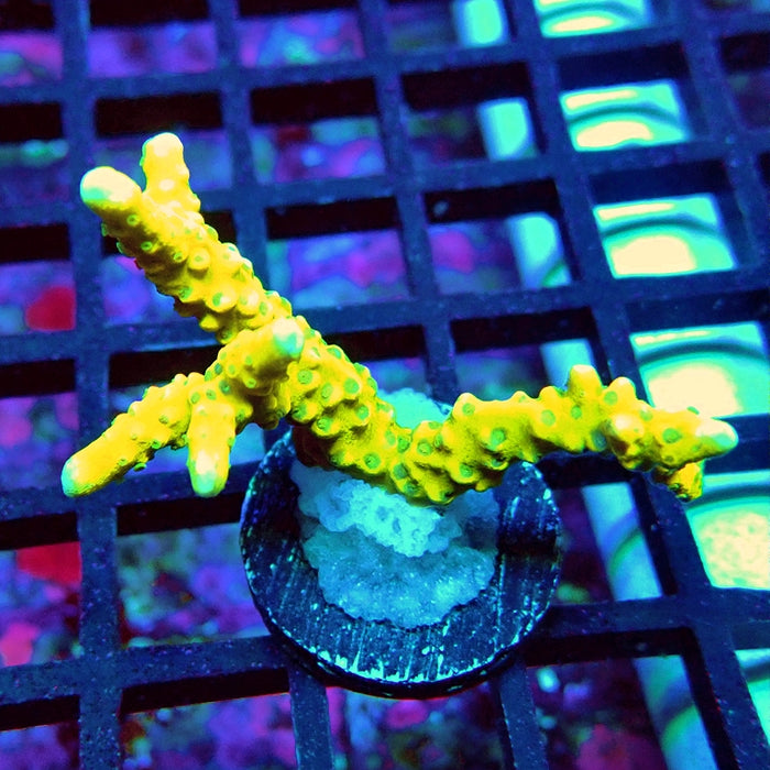 Anacropora Mustard