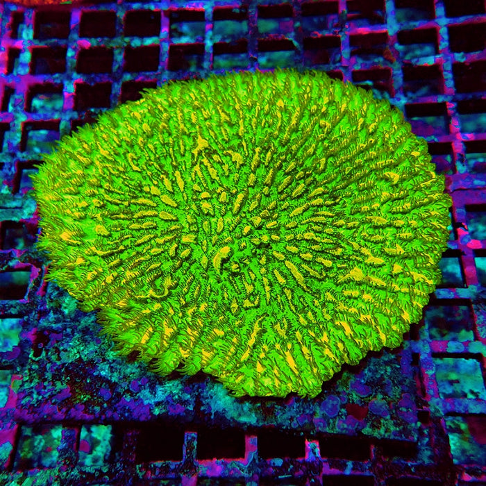 JF Lime Light Hydnophora (Hydnophora exesa)