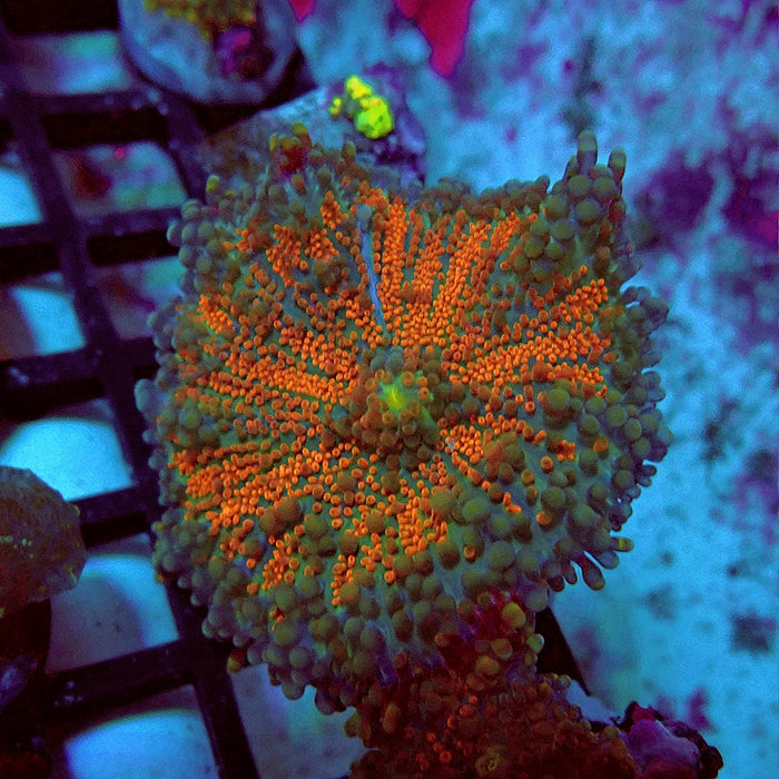 Ricordea Yuma Bubble Unique Premium