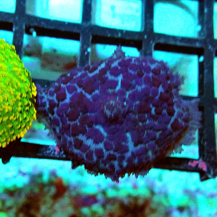 Rhodactis Blue Fuzzy