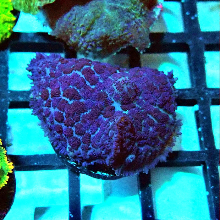 Rhodactis Blue Fuzzy