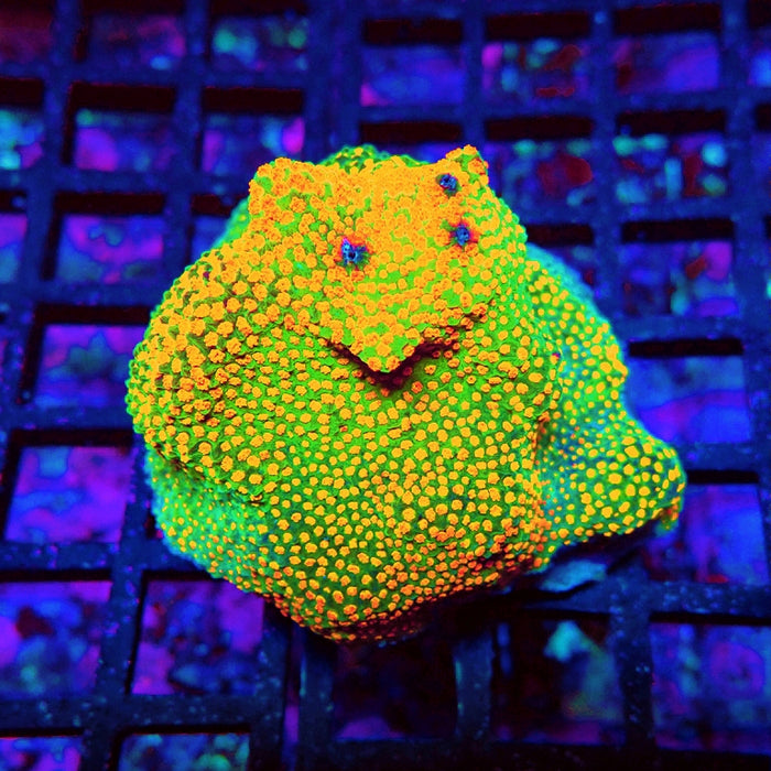 Pokerstar Monti Frag