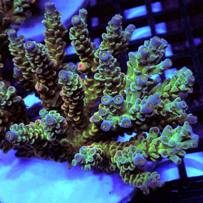 REx Blue-Green Tenuis Acro