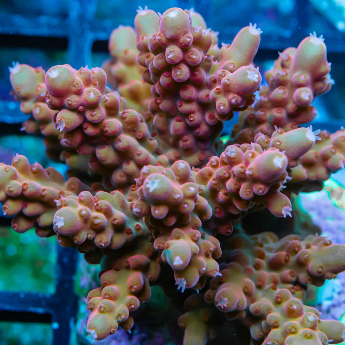 REx Rainbow Pinecone Acro