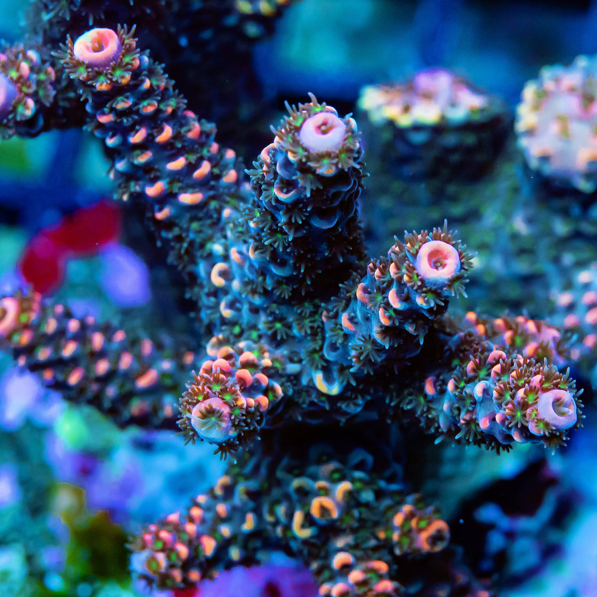 REx Golden Stallion Stag Acro — Reef Exclusive MA LLC
