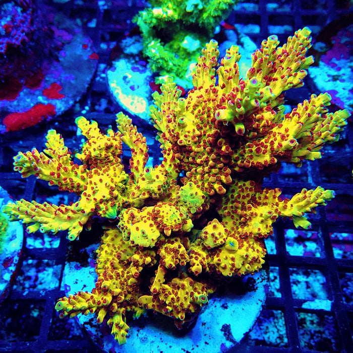 REx Xfinity Confetti Acro