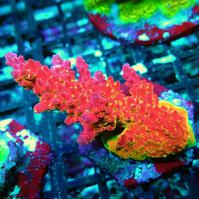 REx Amazing Red Sunset Acro