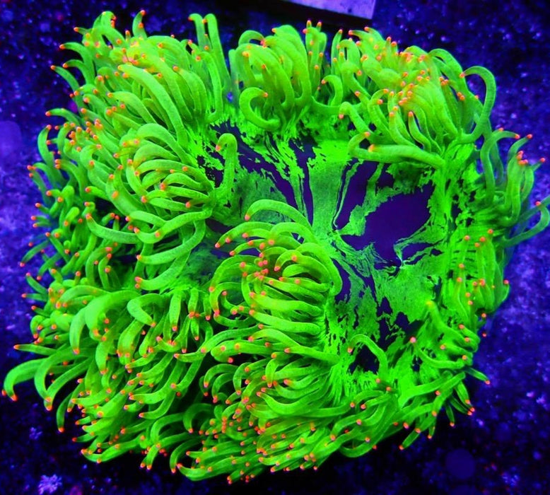 Elegance Coral Premium