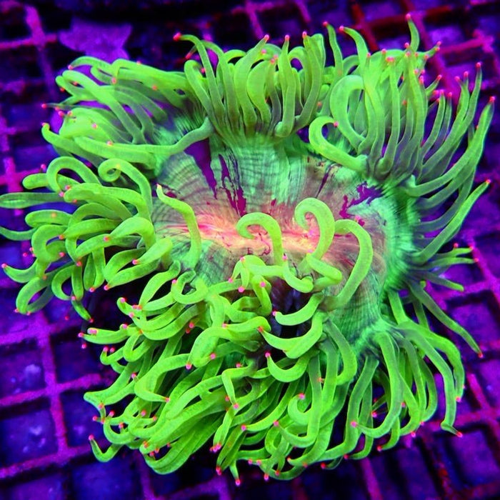 Elegance Coral Premium