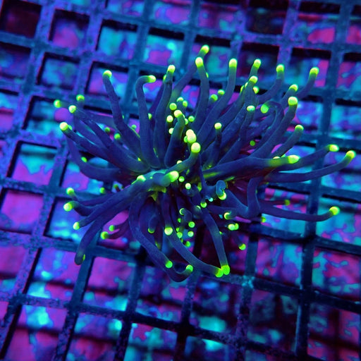 Black Sun Torch coral - WYSIWYG specimen