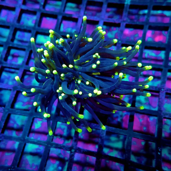 Black Sun Torch Coral – WYSIWYG specimen B