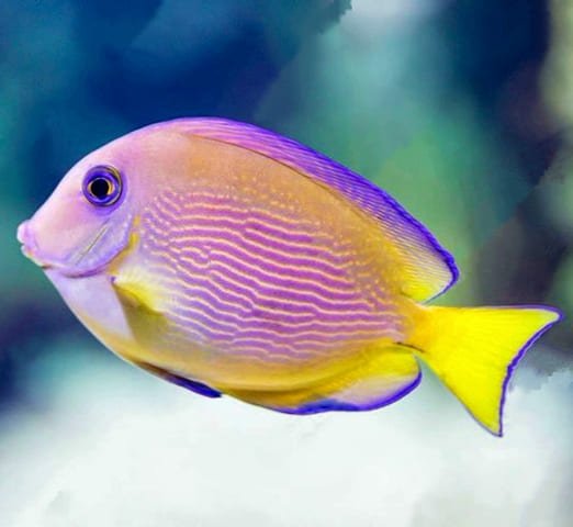 Blue Caribbean Tang (Acanthurus Coeruleus) Shop Fishfor $120 - Large ...