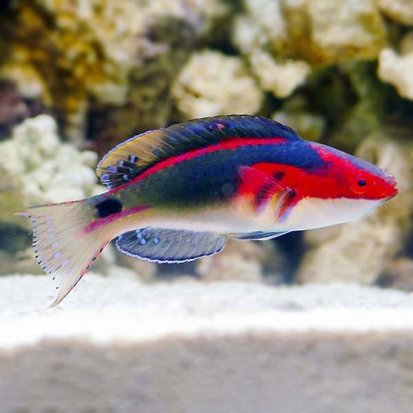 Exquisite Fairy Wrasse (Cirrhilabrus Exquisitus) Male Shop Fishfor $150 ...