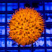 Fungia Orange - Reef Exclusive MA LLC
