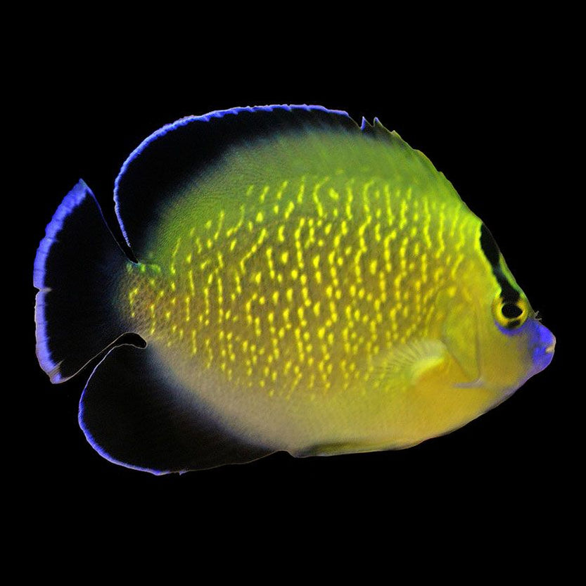 Goldflake Angelfish (Apolemichthys xanthopunctatus) Shop Fishfor $970 - Large selection of ...