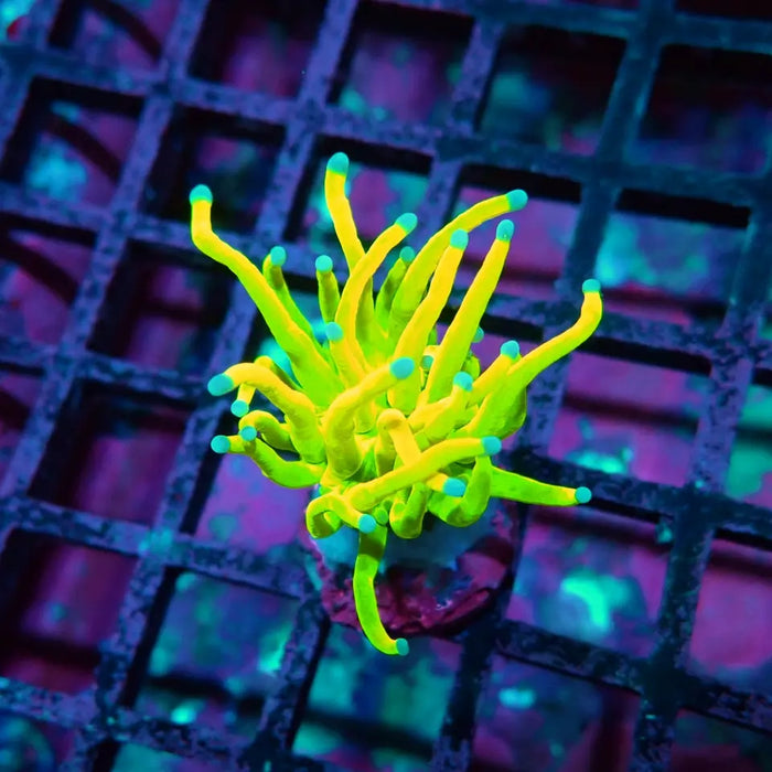Holy Grail Torch Coral – WYSIWYG specimen A