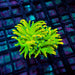 Holy Grail Torch Coral – WYSIWYG specimen D