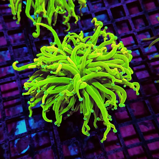 Holy Grail White-Tip Torch – WYSIWYG specimen B
