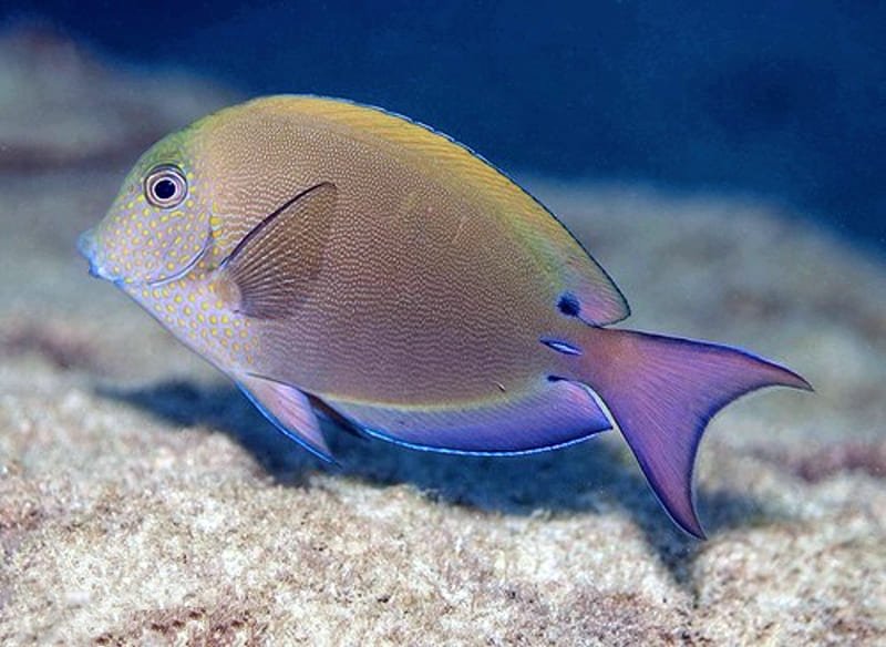 Lavender Tang (Acanthurus Nigrofuscus) Shop Fishfor $75 - Large ...