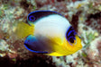 Multicolor Angel (Centropyge Multicolor) - Reef Exclusive MA LLC