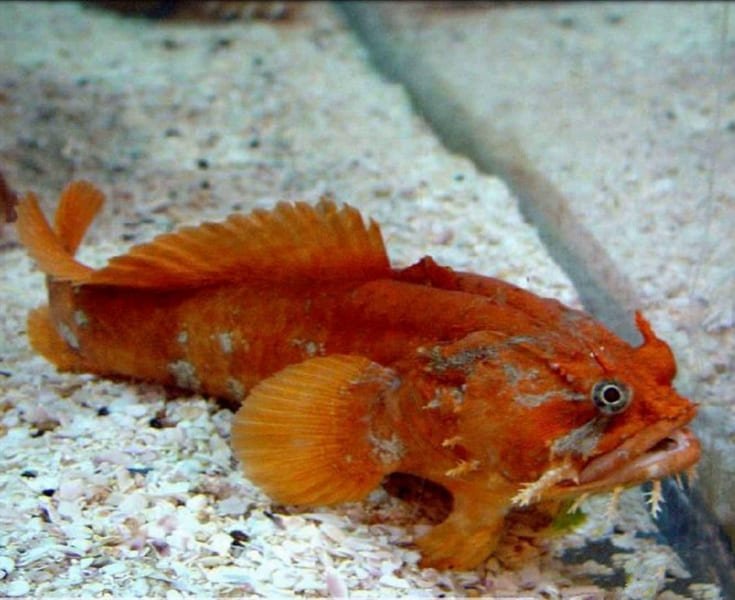 Orange Gulf Toadfish (Opsanus Beta) Shop Fishfor $100 - Large selection ...